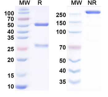 Enapotamab Human Monoclonal Antibody