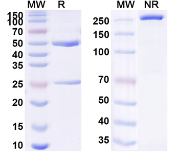 Crotedumab Human Monoclonal Antibody