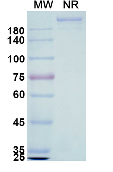 Orilanolimab Chimeric Monoclonal Antibody
