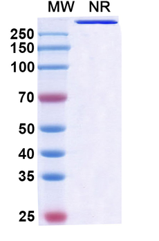 Dilpacimab Human Monoclonal Antibody
