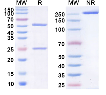 Vapaliximab Chimeric Monoclonal Antibody