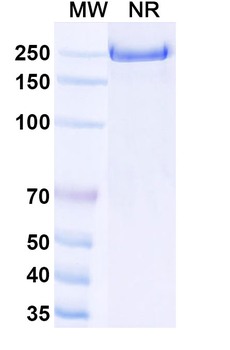 Human HGFR/c-MET Reference Antibody (Emibetuzumab, RUO)