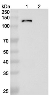 Human HGFR/c-MET Reference Antibody (Emibetuzumab, RUO)