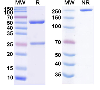 Ongericimab Human Monoclonal Antibody