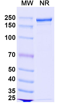 Bococizumab Human Monoclonal Antibody