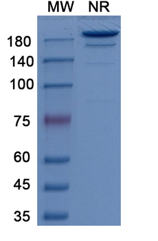 Girentuximab Chimeric Monoclonal Antibody
