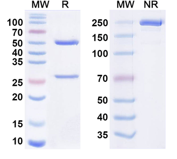 Tamrintamab Human Monoclonal Antibody