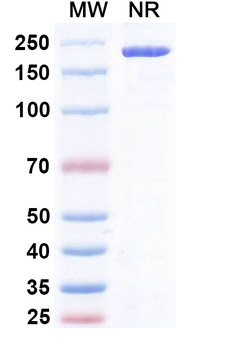 Pintumomab Mouse Monoclonal Antibody