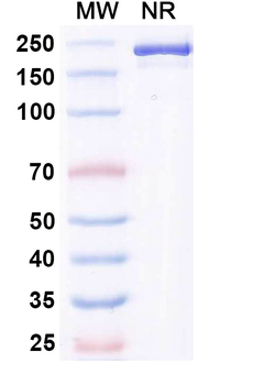 Gosuranemab Chimeric Monoclonal Antibody