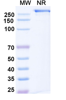 Gantenerumab Human Monoclonal Antibody