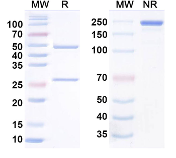 Donanemab Human Monoclonal Antibody
