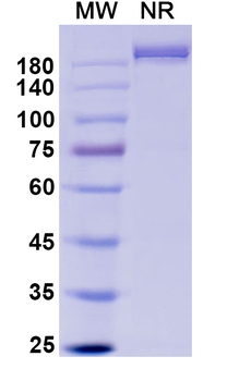 Marstacimab Human Monoclonal Antibody