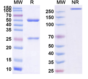 Vilobelimab Chimeric Monoclonal Antibody