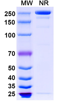 Ligelizumab Human Monoclonal Antibody