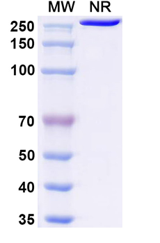 Zatuximab Chimeric Monoclonal Antibody