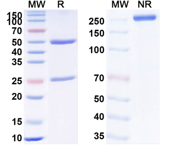 Depatuxizumab Human Monoclonal Antibody