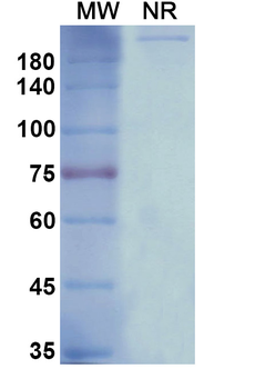 Tomuzotuximab Chimeric Monoclonal Antibody