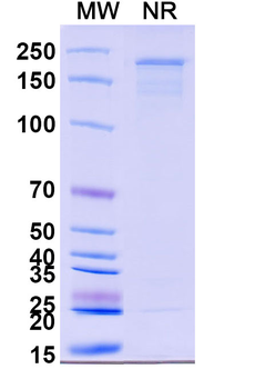 Ertumaxomab Human Monoclonal Antibody