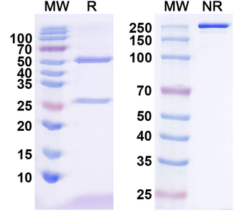 Catumaxomab Rat and Mouse Monoclonal Antibody