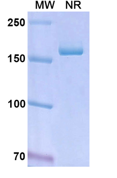 Human EpCAM/TROP1 Reference Antibody (Edrecolomab, RUO)