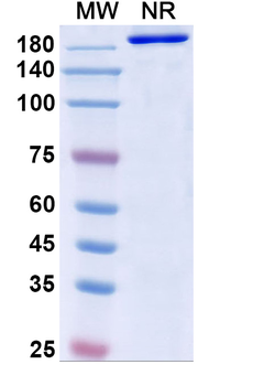 Azintuxizumab Human Monoclonal Antibody