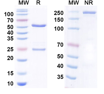 Olinvacimab Human Monoclonal Antibody