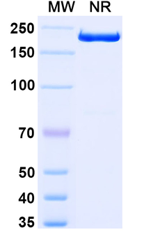 Tomaralimab Chimeric Monoclonal Antibody