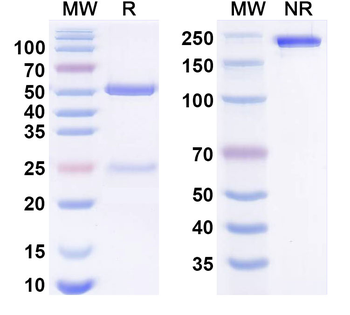 Vopratelimab Human Monoclonal Antibody