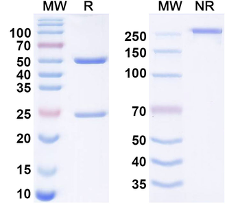Cosibelimab Human Monoclonal Antibody