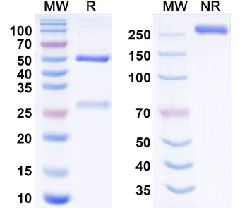 Pacmilimab Human Monoclonal Antibody