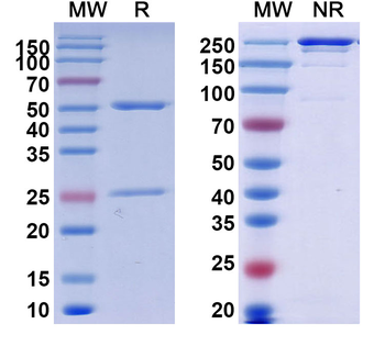 Teclistamab Chimeric Monoclonal Antibody