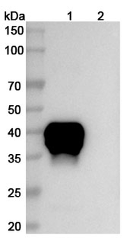 Teclistamab Chimeric Monoclonal Antibody