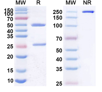 Lexatumumab Human Monoclonal Antibody
