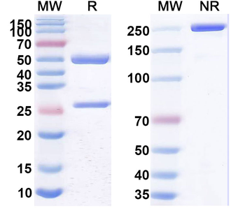 Mapatumumab Human Monoclonal Antibody