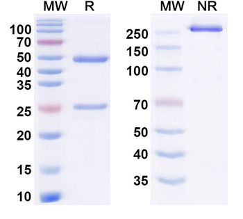 Ieramilimab Human Monoclonal Antibody