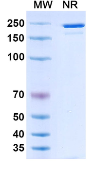 Leronlimab Human Monoclonal Antibody