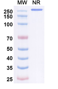 Plozalizumab Human Monoclonal Antibody