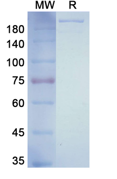 Ulocuplumab Human Monoclonal Antibody