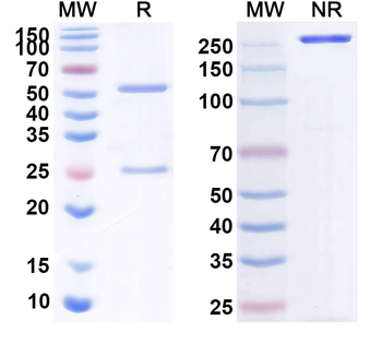 Tenatumomab Mouse Monoclonal Antibody