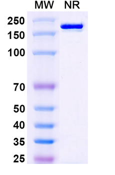 Meplazumab Human Monoclonal Antibody