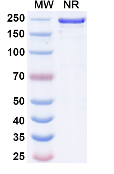Imaprelimab Human Monoclonal Antibody
