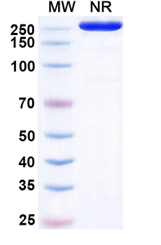 Indatuximab Chimeric Monoclonal Antibody