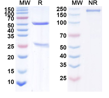 Narnatumab Human Monoclonal Antibody