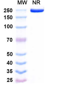 Revdofilimab Chimeric Monoclonal Antibody