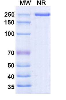 Pepinemab Human Monoclonal Antibody