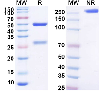 Galiximab Chimeric Monoclonal Antibody