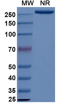 Iladatuzumab Human Monoclonal Antibody