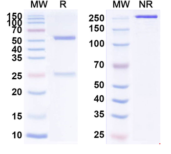 Vorsetuzumab Human Monoclonal Antibody