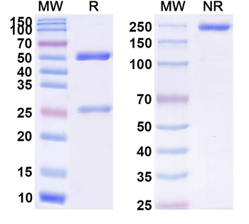 Sulesomab Mouse Monoclonal Antibody