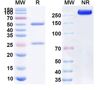 Etaracizumab Human Monoclonal Antibody